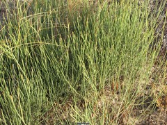 Ephedra fragilis fragilis