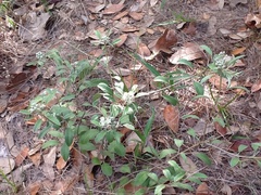 Croton argyranthemus