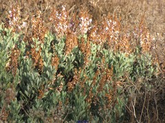 Limoniastrum monopetalum