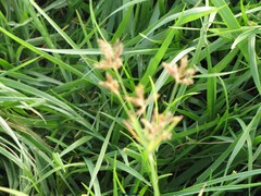 Cyperus longus