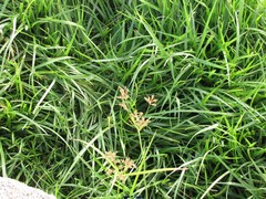 Cyperus longus