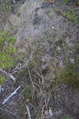 Aspalathus retroflexa