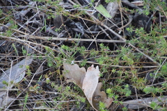 Aspalathus retroflexa