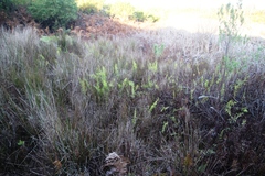 Thelypteris confluens