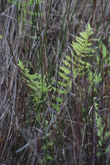 Thelypteris confluens