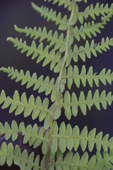 Thelypteris confluens