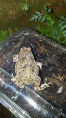 Rhinella granulosa