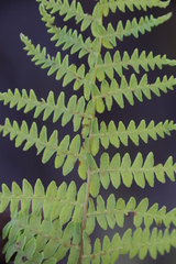 Thelypteris confluens