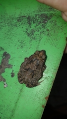 Rhinella granulosa