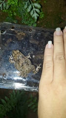 Rhinella granulosa