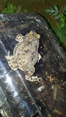 Rhinella granulosa