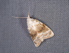 Meganola albula