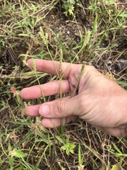 Verbena montevidensis