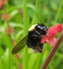 Bombus trinominatus