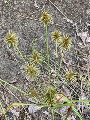 Cyperus lancastriensis