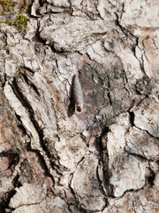 Macrogastra plicatula