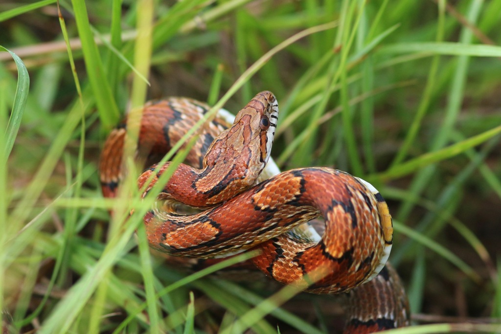 Corn Snake from W Irene Rd, Zachary, LA, US on 30 July, 2020 at 0750 AM by Oscar Johnson