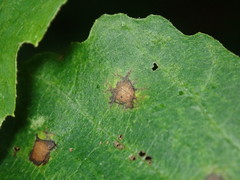 Phyllosticta hamamelidis