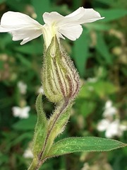 Silene latifolia