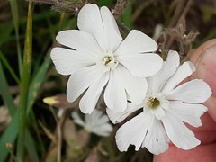 Silene latifolia