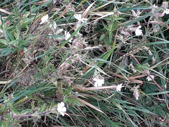 Silene latifolia
