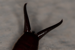 Forficula smyrnensis