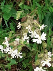 Silene latifolia