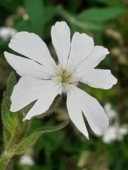 Silene latifolia