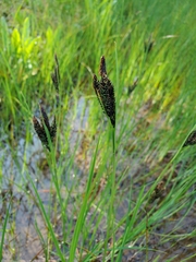 Carex kelloggii
