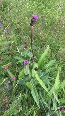 Cirsium heterophyllum