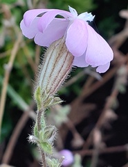 Silene dioica
