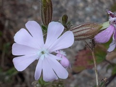 Silene dioica