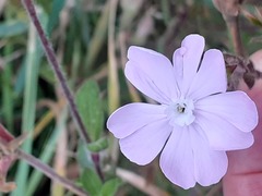 Silene dioica
