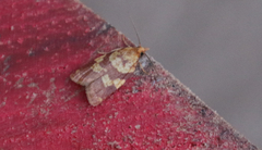 Sparganothis senecionana