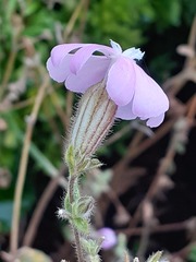 Silene dioica