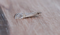 Euchromius californicalis