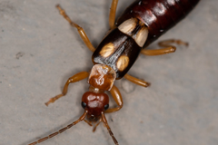 Forficula smyrnensis