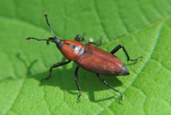 Rhodobaenus sanguineus