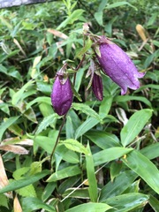 Campanula punctata hondoensis
