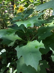 Smallanthus uvedalia