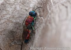 Chrysis viridula