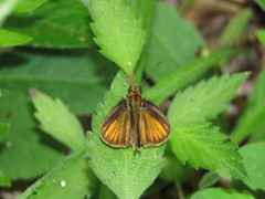 Parphorus ira