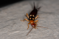 Forficula smyrnensis