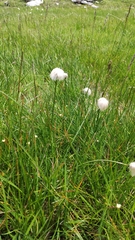 Eriophorum scheuchzeri