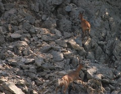 Rupicapra pyrenaica parva