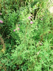 Epilobium hirsutum
