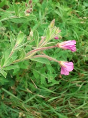 Epilobium hirsutum