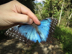Morpho helenor corydon
