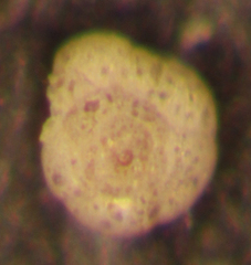 Trochammina pacifica