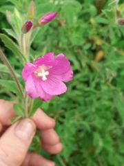 Epilobium hirsutum